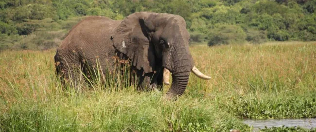 12 Days Masai Mara – Lake Nakuru – Amboseli -tarangire-lake Manyara-serengeti-ngorongor Budget Group Safari B