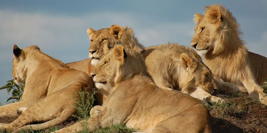 13 Days Kenya And Tanzania Budget Group Joining Safari