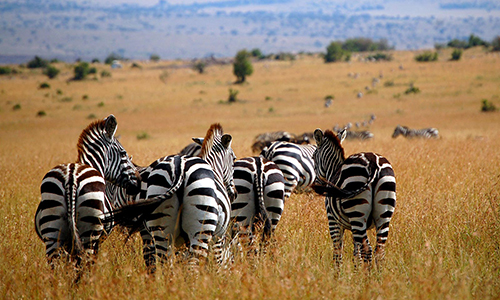 5-days-4-nights-lake-nakuru-bogoria-lake-naivasha-masai-mara-nairobi-safari-package